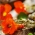 Jedlé kvety - záhradné nasturtium Tom Thumb - zmes farebných odrôd; Indická žerucha, mnísi žerucha - semená