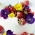 Ätbara blommor - Storblommig trädgårdspansy - Färgvariablandning - frön