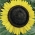 Poljsko cvetje - srednje visok sončnični "Amor Arnold" - semena