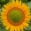 Poolse bloemen - Hoge zonnebloem - "Amor Amant" - zaden