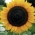 Polnische Blumen - Mittelgroße Sonnenblume "Amor Anter" - 