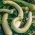 Цалабасх 'Сицилиан Снаке'; тиква за боцу, тиква бијеле боје -  Lagenaria siceraria - семе