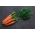 Zanahoria "Bolero" - variedad temprana - 