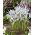 Netted iris Painted Lady - 10 stk; gyldenettet iris