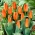 Наранџасти тулипани ниског раста - Греигии наранџасти - 5 ком. - 