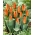 Tulipa laranja de baixo crescimento - laranja Greigii - 5 un. - 