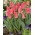 ดอกทิวลิปสีชมพูที่กำลังเติบโตต่ำ - Greigii สีชมพู - 5 ชิ้น - 