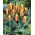 Nizko rastoč rdeče-rumen tulipan - Greigii rdeče-rumen - 5 kosov. - 