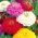 बड़े फूल वाले झिननिया "सुपर योग" - 120 बीज - 