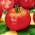 トマト "Betalux"  - 小品種 -  220種子 - Lycopersicon esculentum Mill  - シーズ