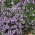 זוחל קורנית, Breckland טימין זרעים - תימוס serpyllum  - Thymus serpyllum