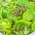 Leaf Vegetabilsk mix frø - Fitness Mix - 