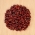 Dwarf bean 'Toska' - untuk benih kering -  Phaseolus vulgaris - Toska - biji