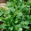 Biji roket saka Abadi - Diplotaxis tenuifolia - 200 biji - Eruca vesicaria - benih