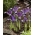Iris reticolato Spot On - 10 pezzi; iris a rete dorata