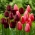 Jarná mágia - sada 2 odrôd tulipánov - 40 ks. - 