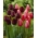 Spring magic - conjunto de 2 variedades de tulipanes - 40 piezas