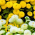Feverfew - amestec de semințe; butoanele burlacilor - Chrysanthemum parthenium