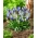 Mlhavé ráno - sada 4 odrôd hroznového hyacintu - 80 ks. - 