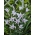 Maľovaná dáma gladiolus, Gladiolus carneus; Meč ľalia