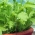 Kebun Mini - Daun potong yang gurih - untuk penanaman di balkon dan teras -  Cichorium intybus, Cichorium endivia, Brassica rapa var. japonica, Lactuca sativa - biji