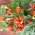 Mini Garden - Crveni cherry rajčica - za uzgoj na balkonima i terasama - Lycopersicon esculentum - sjemenke