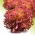 มินิการ์เด้น - ผักกาดหอมสีแดง - สำหรับการเพาะปลูกที่ระเบียงและเฉลียง -  Lactuca sativa var. Foliosa - เมล็ด
