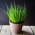 Mini vrt - vlasac - za uzgoj na balkonima i terasama; raketa -  Allium schoenoprasum - sjemenke