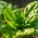 Mini ogród - Spinat - Spinacia oleracea - frø