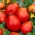 Υψηλή ντομάτα "Red Pear" - 120 σπόρους - Lycopersicon esculentum Mill  - σπόροι