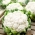 Капуста цвітна "Бора" - 270 насінин - Brassica oleracea L. var.botrytis L. - насіння