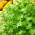 Cheiro verde - 300 sementes - Coriandrum sativum