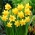 Narcissus Jetfire - Daffodil Jetfire - 5 βολβοί