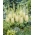 Himalayan foxtail lily - Tropical Dream; Himalayan desert candle