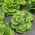 Butterhead lettuce 'Nansen's Noordpool' - wintering variety