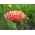 פוטו ציפורני חתול "שקיעה באף" - Calendula officinalis - זרעים