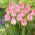 Tulipa prvi razred - Tulip prvega razreda - 5 žarnic - Tulipa First Class