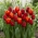 Fiery tango - set of 2 tulip varieties - 40 pcs.