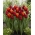 Tango ardiente - juego de 2 variedades de tulipanes - 40 piezas