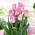 Tulipa Miss Elegance - pacote de 5 peças