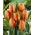 Tulp Orange - pakket van 5 stuks - Tulipa Orange