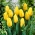 טוליפה צהוב - צהוב טוליפ - 5 בצל - Tulipa Yellow