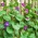 Blomman för dagen - Early Call - 40 frön - Ipomoea tricolor