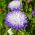 אסטר סיני "Ruckley Supreme" - 500 זרעים - Callistephus chinensis 