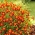 Печат печат "Talizman" - махагон - Tagetes tenuifolia - семена