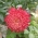 Red "Princess" chineză aster - 500 de semințe - Callistephus chinensis