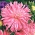 Crizanteme-flori aster "Ariel" - roz pal - 450 de semințe - Callistephus chinensis 