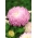 Pivoňka-kvetované aster "Anielka" - biela-ružová - 288 semien - Callistephus chinensis  - semená
