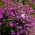 Μωβ Κήπος lobelia "Mitternachtsblau", Λωρίδες οσφυϊκής κηλίδας, Λάμπλια - 6400 σπόροι - Lobelia erinus
