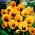 Büyük çiçekli bahçe Hercai Menekşe "Turuncu mit Auge" - Siyah nokta ile turuncu - 240 tohum - Viola x wittrockiana  - tohumlar